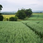 Spring Oats -  variety Firth