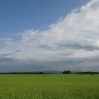 Spring Barley on a bright sunny day at Mountfair Farm. Cheviot hills in the distance.