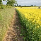 Sterile strip - sprayed out to keep margins and weeds out of the crop