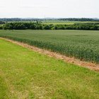 Grass gallop around winter wheat with sterile strip keeping a clean divide