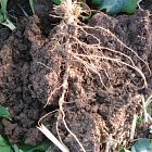 Oil Seed Rape roots