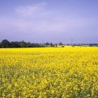 Oil Seed Rape in flower