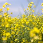 Oil Seed Rape flowering