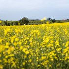 Oil Seed Rape in Flower