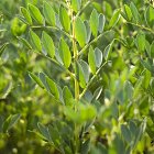 Field Beans - Spring