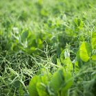 Vining Peas grown for Scottish Border Produce, planted in the spring and harvest July / August