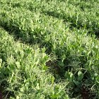 Vining Peas - grown for Scottish Border Produce