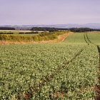 Vining Peas  -  these provide a very good break crop