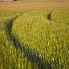 Spring Barley - headland tramline on a bend