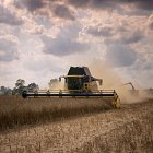 Both combines harvesting Oil Seed Rape