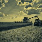 Harvesting Oil Seed Rape