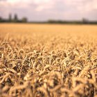 Winter Wheat - nearly ready for harvesting