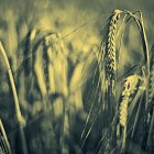 Belgravia Spring Barley
