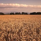 A field of winter wheat  -  with the Cheviot hills in the distance