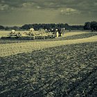 Establishing Oil Seed Rape