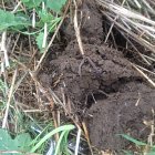 Healthy soils with increasing earthworms
