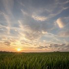 Winter Wheat at sunset