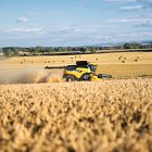 Harvesting winter wheat