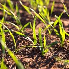 Winter wheat emerging in the autumn