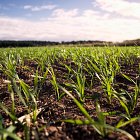 Grafton winter wheat emerging