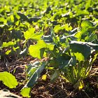 Oil Seed Rape plants